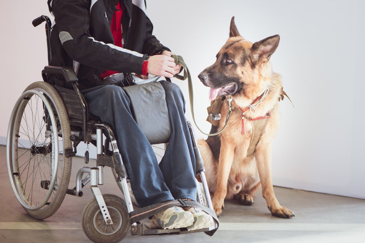 Service and Support Animals: What Policy Is Right for Your Organization?